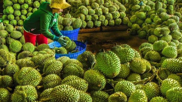 Sầu riêng đông lạnh, dừa tươi sẽ xuất chính ngạch sang Trung Quốc