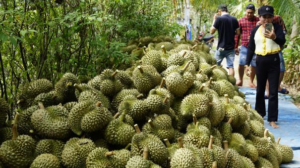Xuất khẩu sầu riêng đạt kỷ lục