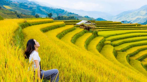 Đi Đâu Để Ngắm Đồng Lúa Chín Dịp Nghỉ Lễ Quốc Khánh?