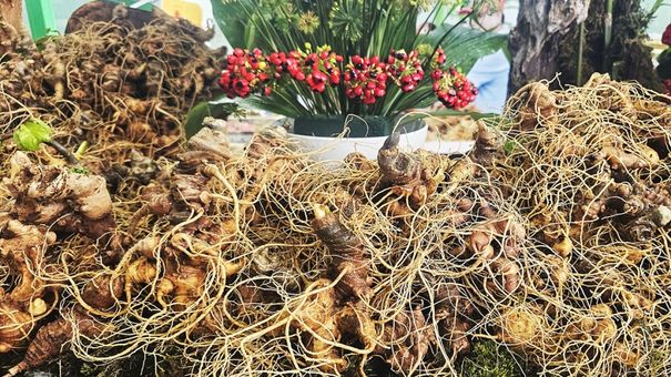 Sâm Ngọc Linh rớt giá một nửa so với cùng kỳ năm trước