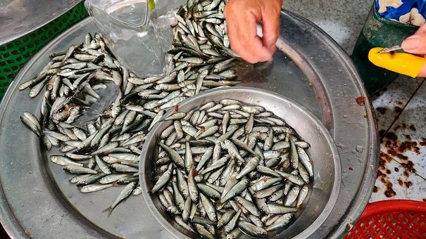 Cá linh non đầu mùa giá 250.000 đồng một kg