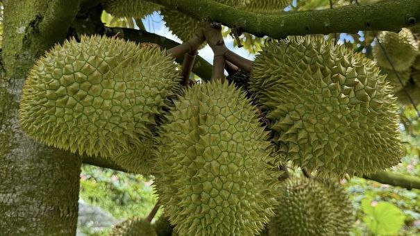 Xuất khẩu rau quả 9 tháng bằng cả năm ngoái