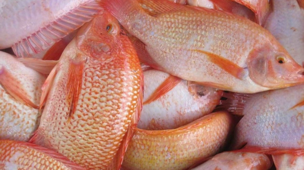 Cá điêu hồng tăng giá kỷ lục, thương lái đổ xô thu mua