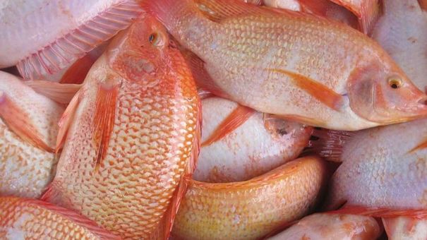 Cá điêu hồng tăng giá kỷ lục, thương lái đổ xô thu mua