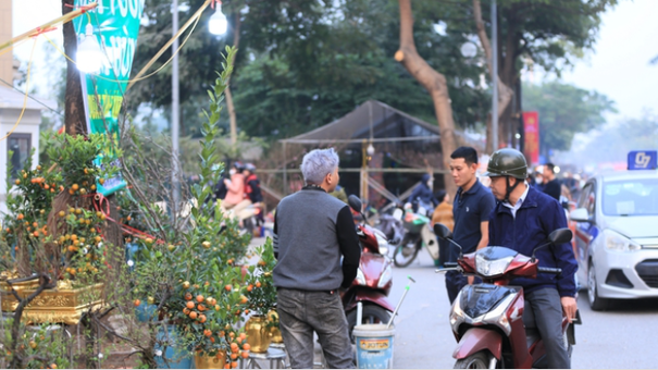 Những Chậu Quất Dát Vàng Xuất Hiện Trên Đường Phố Hà Nội, Giá Thế Nào?