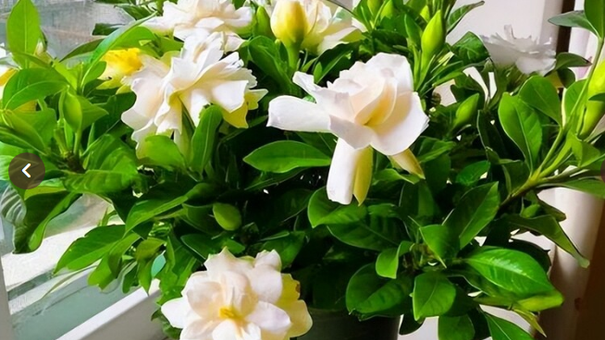 Đầu Năm Trồng Những Loại Hoa Này Vừa Thơm Nhà Vừa Hút Tài Lộc, Cả Năm Làm Ăn Tấn Tới