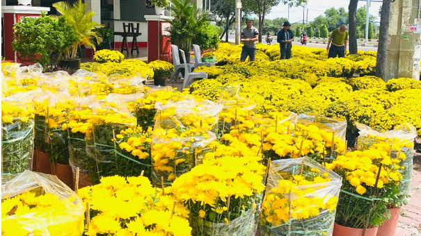 Nhìn Lại Một Mùa Tết Của Các Nhà Vườn, Thương Lái Bán Hoa