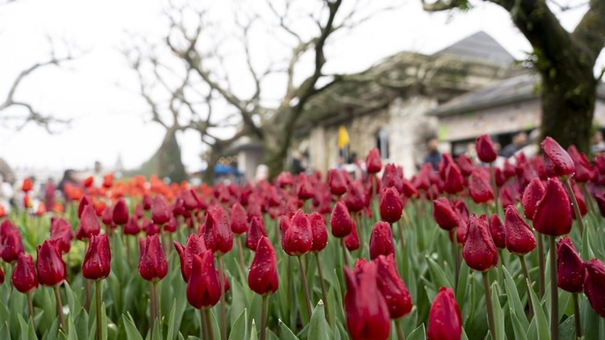 Hàng Ngàn Bông hoa Tulip Ngợp Ngời Trên Đỉnh Bà Nà: Không Gian Tết Kéo Dài Đến Cuối Tháng 2/2025