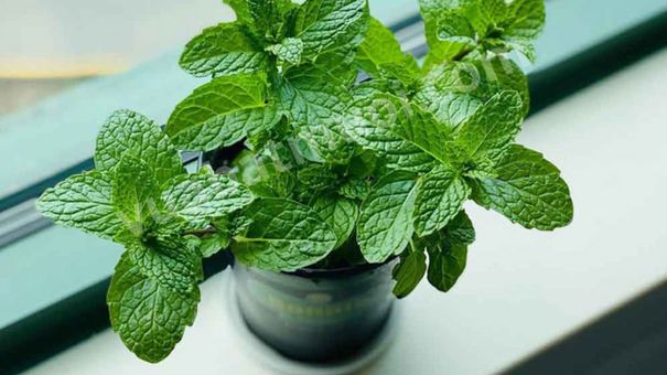 5 loại cây trồng giúp đuổi muỗi