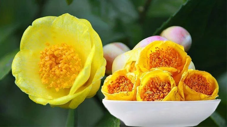 Cây trà hoa vàng