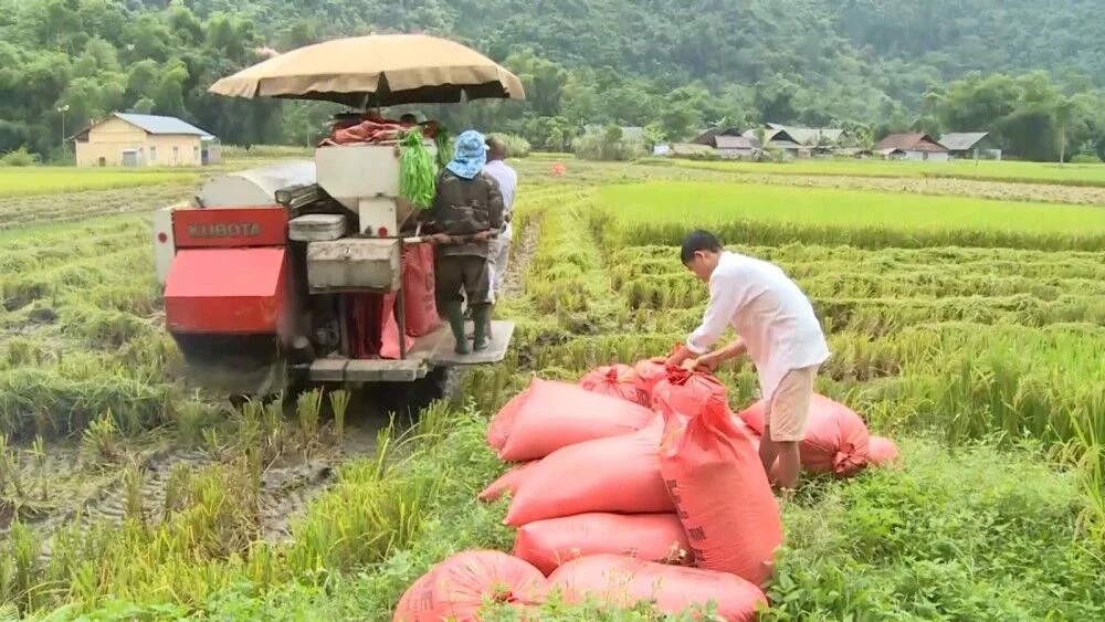giá lúa gạo