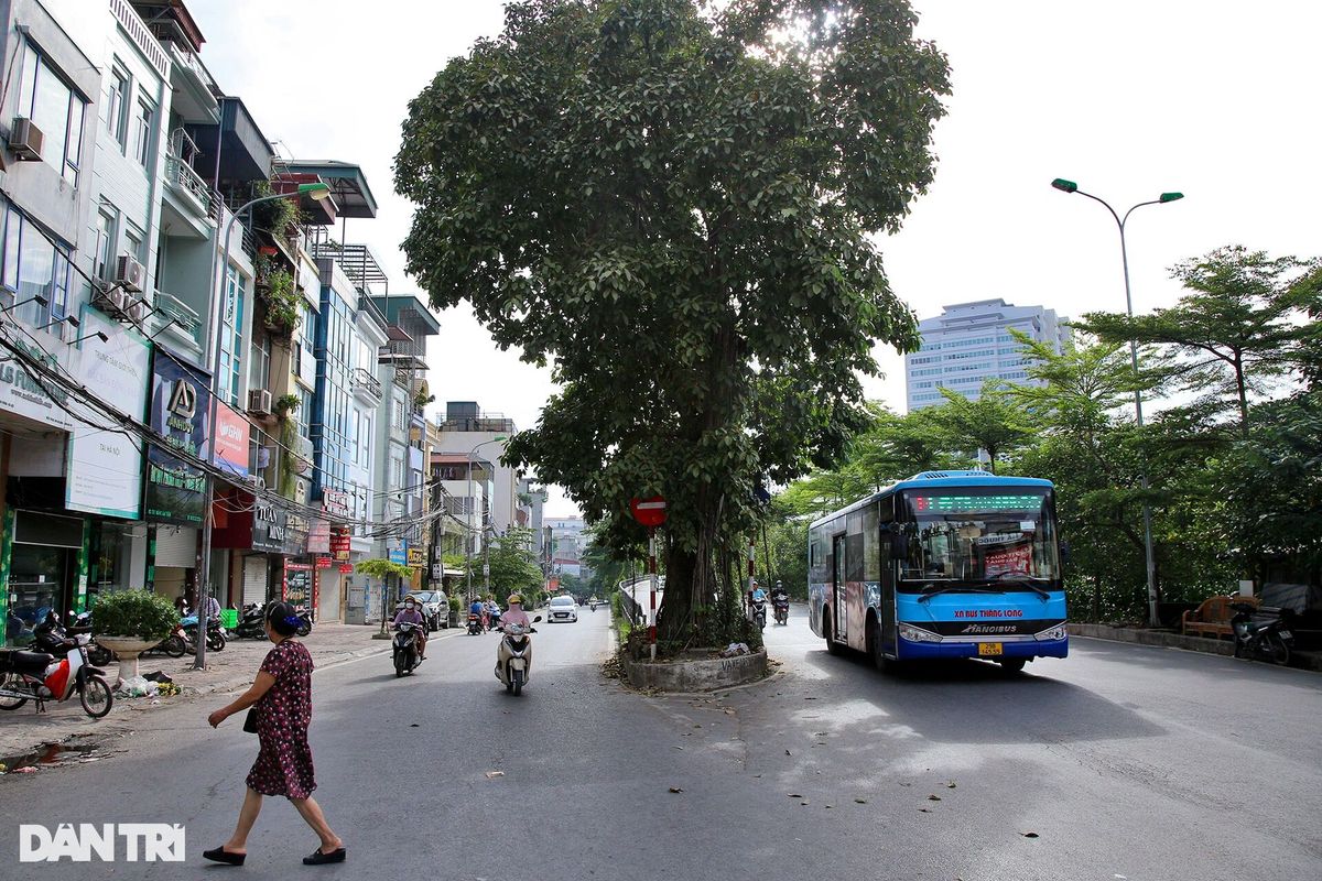 Những cây đại thụ án ngữ giữa đường lớn ở Hà Nội vẫn sống khỏe - 1 Những cây đại thụ án ngữ giữa đường lớn ở Hà Nội vẫn sống khỏe - 1
