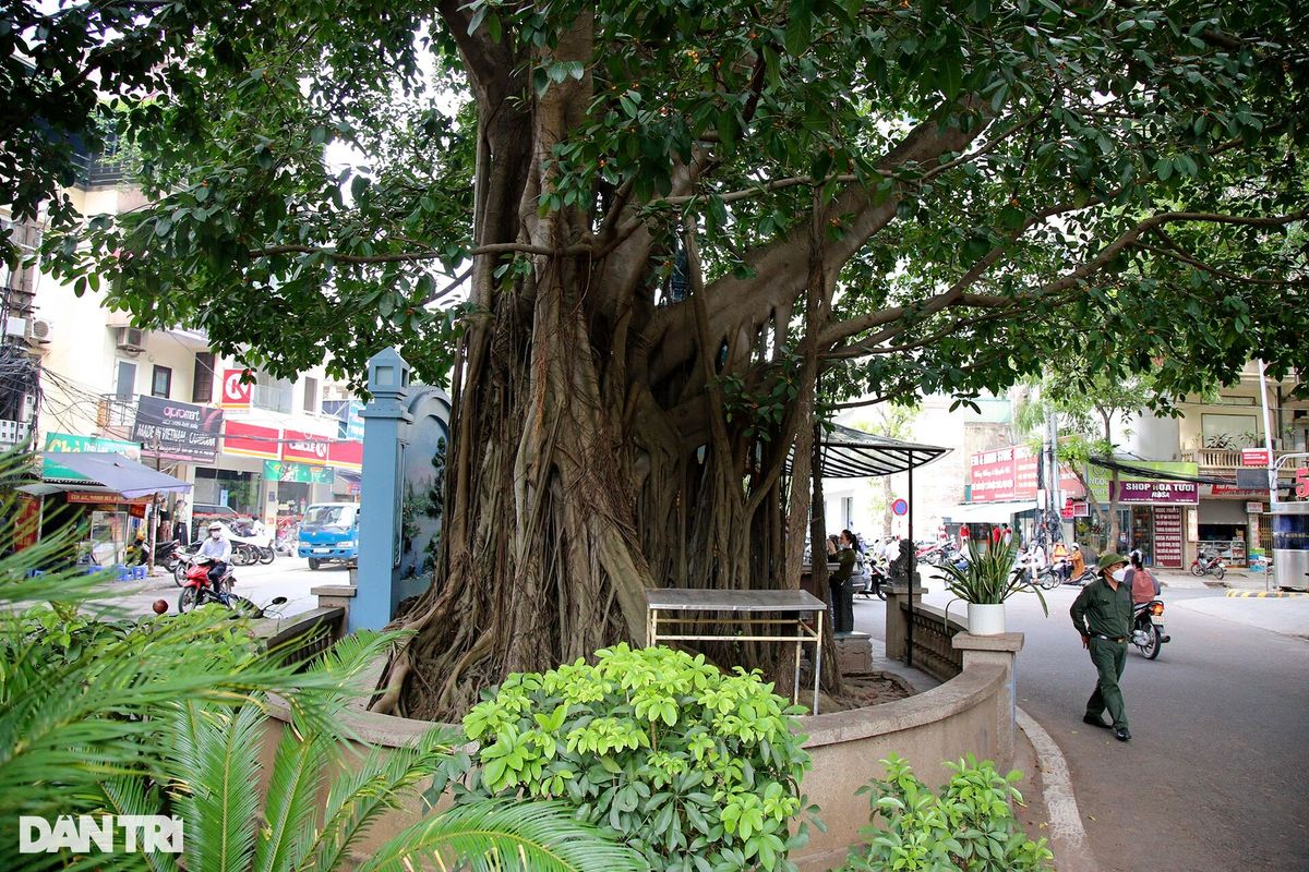 Những cây đại thụ án ngữ giữa đường lớn ở Hà Nội vẫn sống khỏe - 10 Những cây đại thụ án ngữ giữa đường lớn ở Hà Nội vẫn sống khỏe - 10