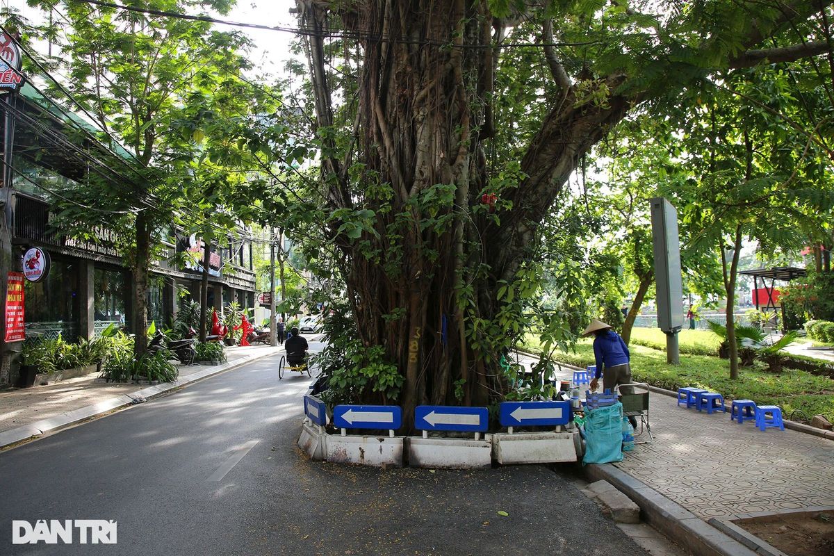 Những cây đại thụ án ngữ giữa đường lớn ở Hà Nội vẫn sống khỏe - 12 Những cây đại thụ án ngữ giữa đường lớn ở Hà Nội vẫn sống khỏe - 12