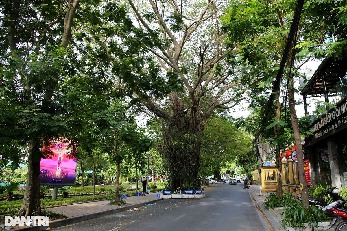 Những cây đại thụ án ngữ giữa đường lớn ở Hà Nội vẫn sống khỏe - 14 Những cây đại thụ án ngữ giữa đường lớn ở Hà Nội vẫn sống khỏe - 14