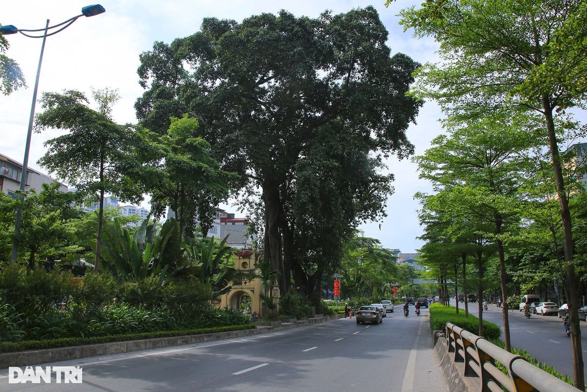 Những cây đại thụ án ngữ giữa đường lớn ở Hà Nội vẫn sống khỏe - 15 Những cây đại thụ án ngữ giữa đường lớn ở Hà Nội vẫn sống khỏe - 15