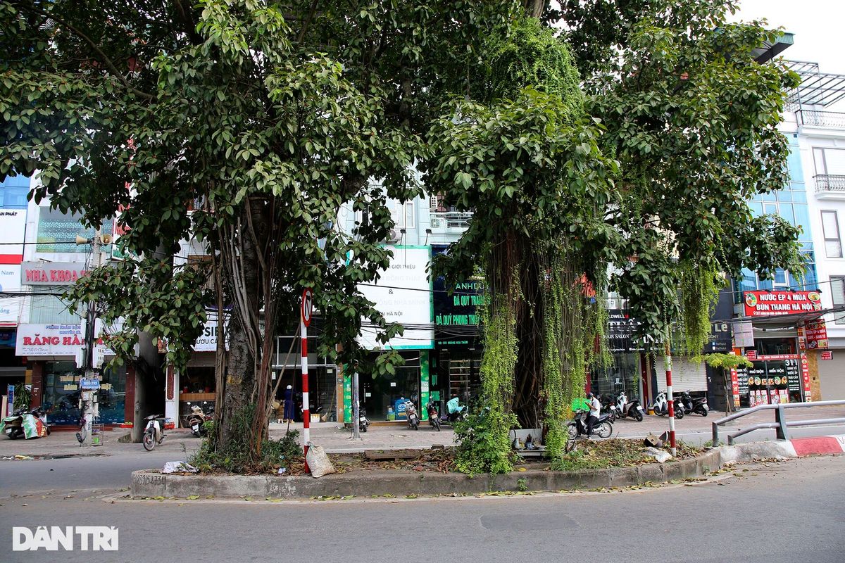 Những cây đại thụ án ngữ giữa đường lớn ở Hà Nội vẫn sống khỏe - 2 Những cây đại thụ án ngữ giữa đường lớn ở Hà Nội vẫn sống khỏe - 2