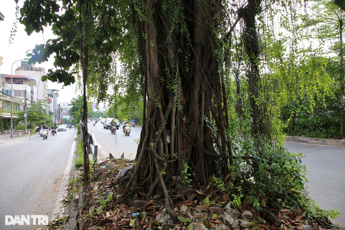 Những cây đại thụ án ngữ giữa đường lớn ở Hà Nội vẫn sống khỏe - 3 Những cây đại thụ án ngữ giữa đường lớn ở Hà Nội vẫn sống khỏe - 3