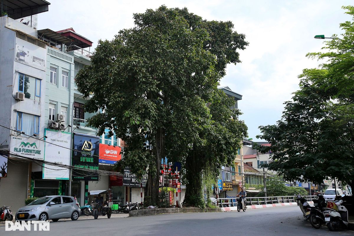 Những cây đại thụ án ngữ giữa đường lớn ở Hà Nội vẫn sống khỏe - 4 Những cây đại thụ án ngữ giữa đường lớn ở Hà Nội vẫn sống khỏe - 4