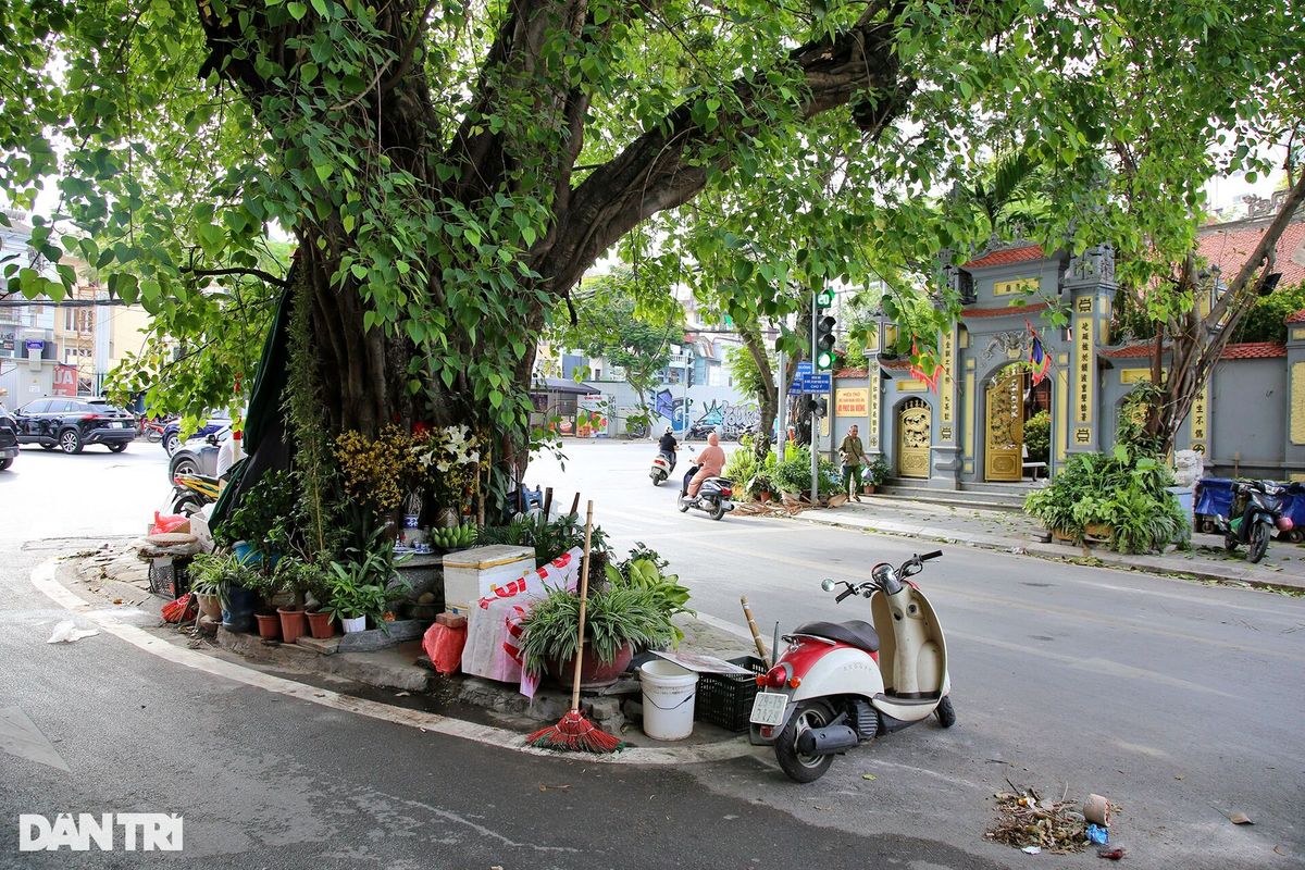 Những cây đại thụ án ngữ giữa đường lớn ở Hà Nội vẫn sống khỏe - 6 Những cây đại thụ án ngữ giữa đường lớn ở Hà Nội vẫn sống khỏe - 6