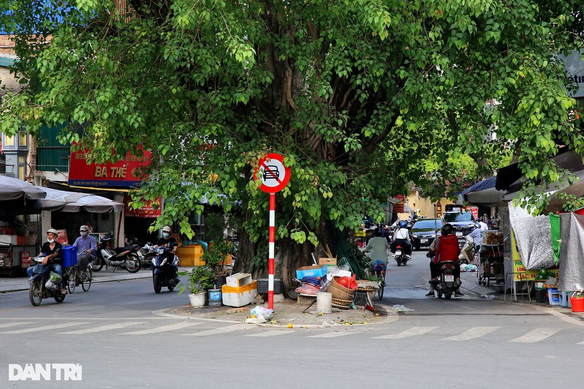 Những cây đại thụ án ngữ giữa đường lớn ở Hà Nội vẫn sống khỏe - 7 Những cây đại thụ án ngữ giữa đường lớn ở Hà Nội vẫn sống khỏe - 7
