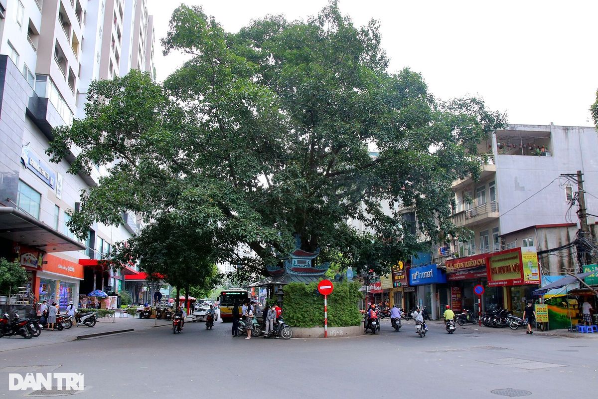 Những cây đại thụ án ngữ giữa đường lớn ở Hà Nội vẫn sống khỏe - 8 Những cây đại thụ án ngữ giữa đường lớn ở Hà Nội vẫn sống khỏe - 8