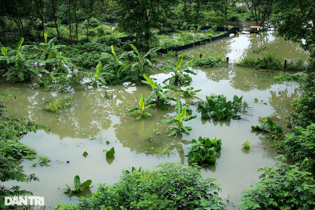 Hình ảnh nước sông Hồng dâng cao gây ngập lụt nhiều nơi ở Hà Nội - 12