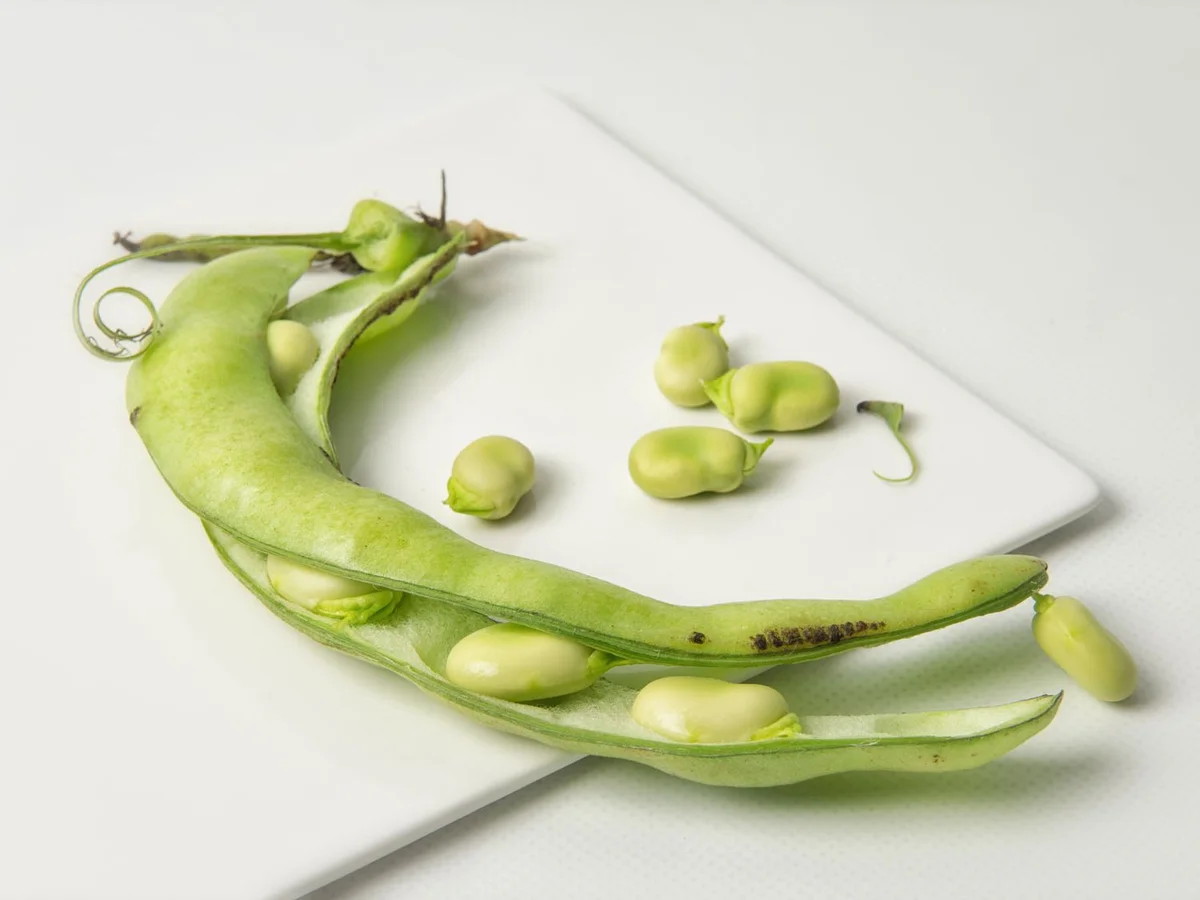 dau-fava-2-16880917858721333362006.jpg