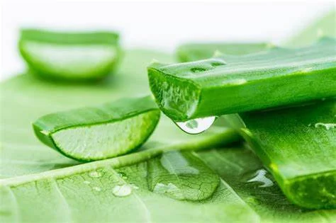 5 cách sử dụng nha đam để chữa da cháy nắng hiệu quả