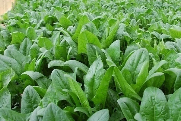 Vua của các loại rau” được bán đầy chợ Việt, là “thuốc” hạ đường huyết tự nhiên, ngăn thiếu máu, ung thư