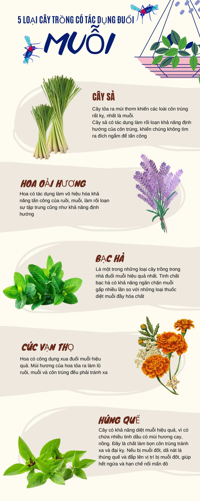cay-trong-duoi-muoi-1718118199348.png