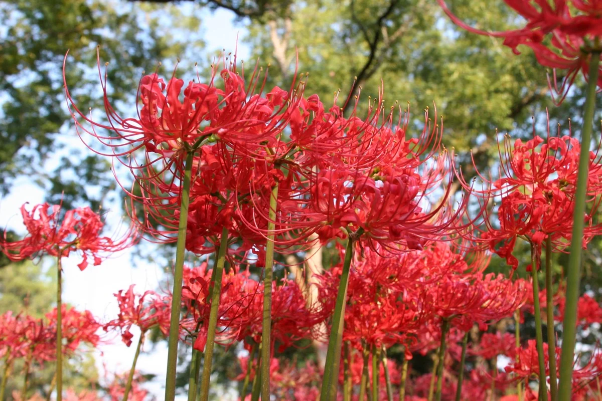 bi-ngan-nguoi-xua-cay-canh-southernbulbs-17226320080381413788860.jpg