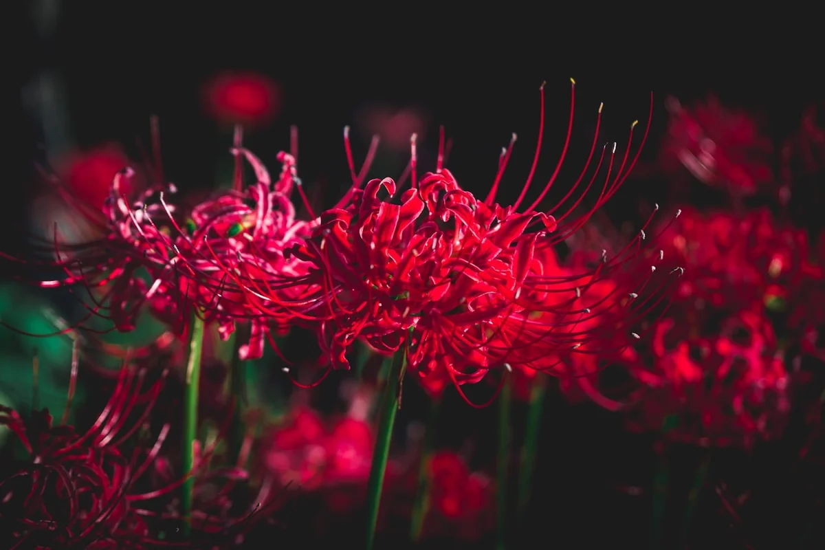 bi-ngan-nguoi-xua-cay-canh-unsplash-1722631959840623155423.jpg