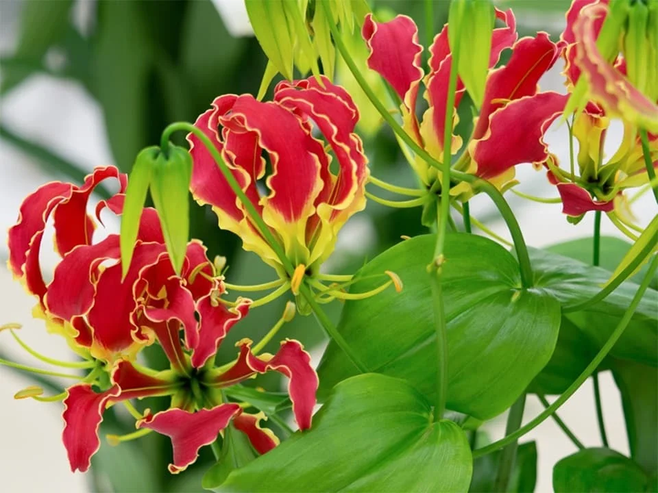 ngot-ngheo-cay-canh-tropicsathome-17226354788411681828809.jpg